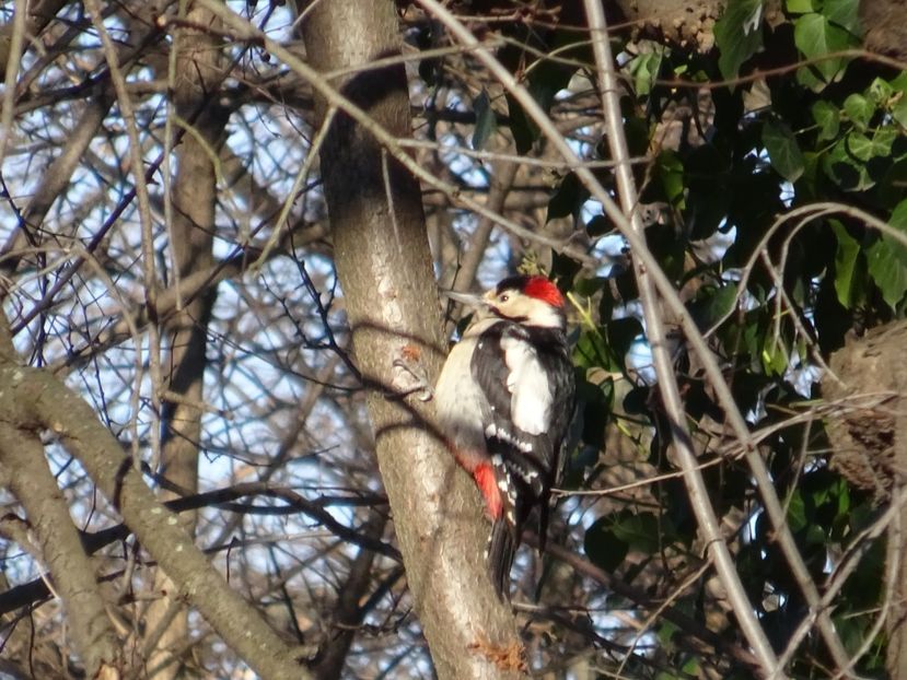 12bT - Ciocanitoare - Pasari din Bucuresti A-M