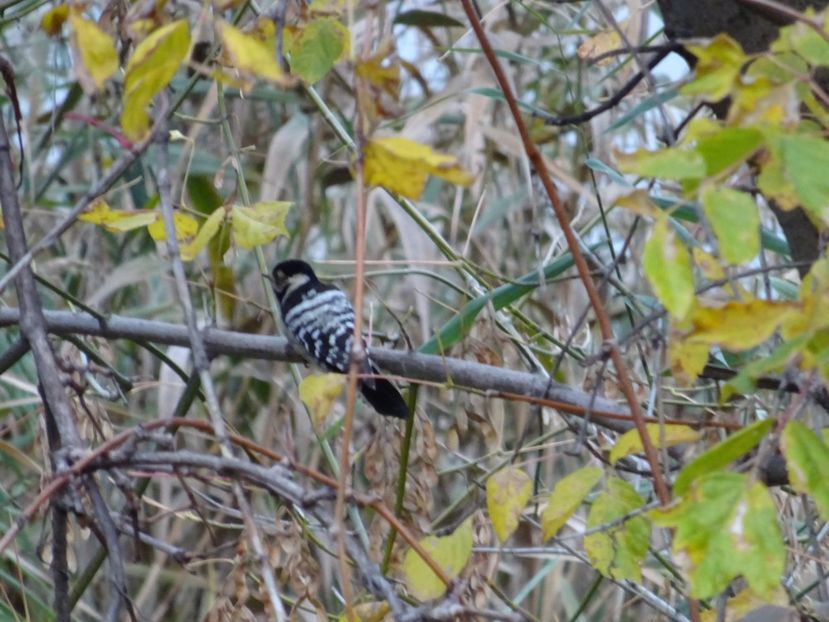 13bT - Ciocanitoare mica pestrita - Pasari din Bucuresti A-M