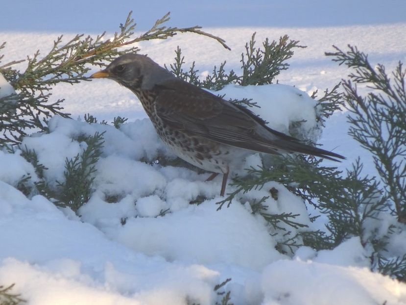15aT - Cocosar - Pasari din Bucuresti A-M