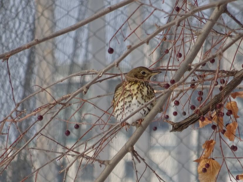 15bT - Cocosar - Pasari din Bucuresti A-M