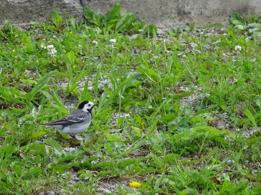 16aP - Codobatura - Pasari din Bucuresti A-M