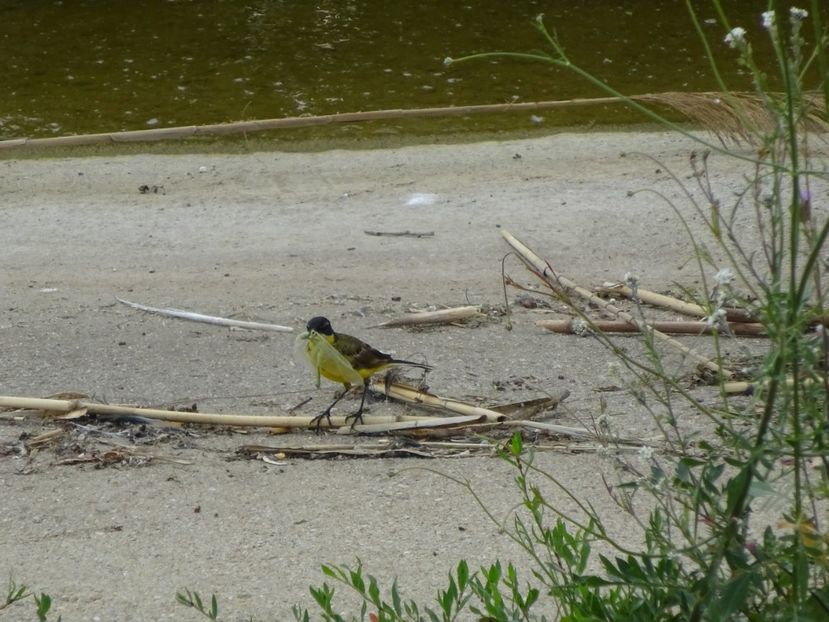 17bLM - Codobatura galbena - Pasari din Bucuresti A-M