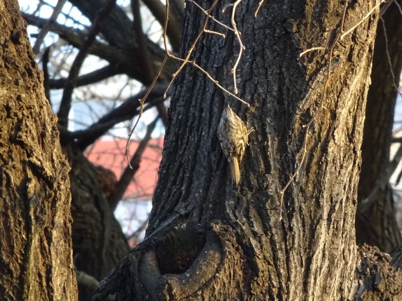 20aT - Cojoaica - Pasari din Bucuresti A-M