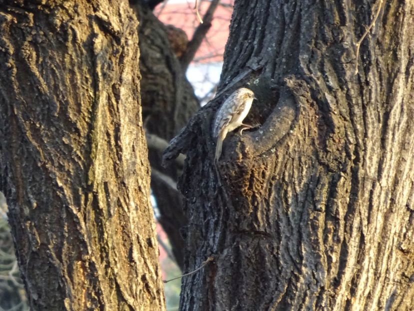 20bT - Cojoaica - Pasari din Bucuresti A-M