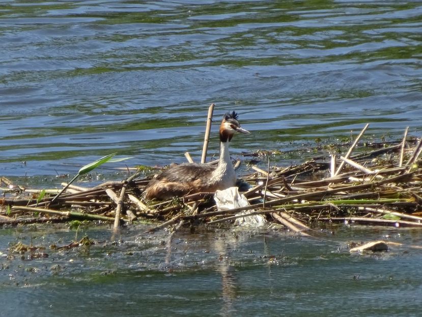 25aP - Corcodel mare - Pasari din Bucuresti A-M