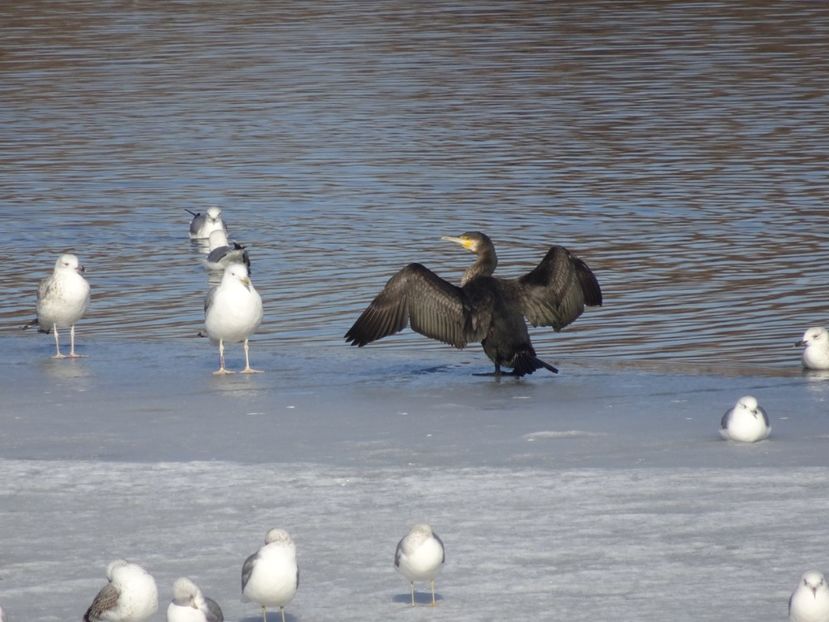 27bP - Cormoran mare - Pasari din Bucuresti A-M