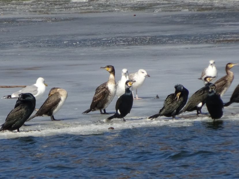 27cP - Cormoran mare - Pasari din Bucuresti A-M