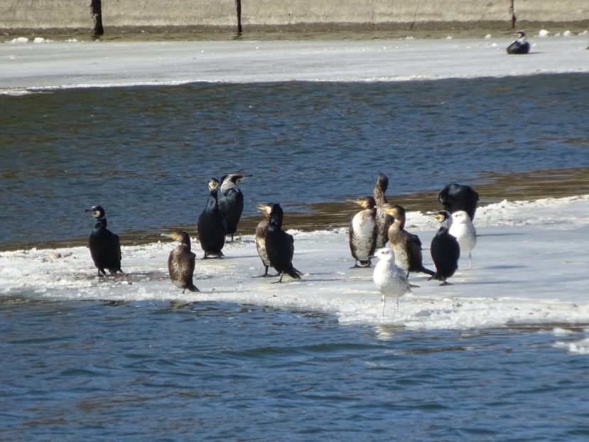 27dP - Cormoran mare - Pasari din Bucuresti A-M