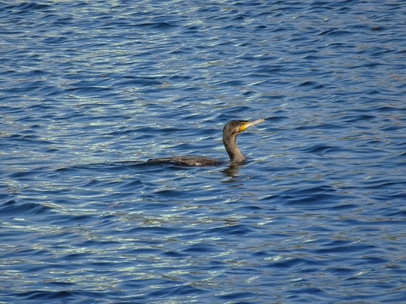 27eP - Cormoran mare - Pasari din Bucuresti A-M