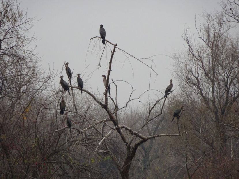 28aP - Cormoran mic - Pasari din Bucuresti A-M
