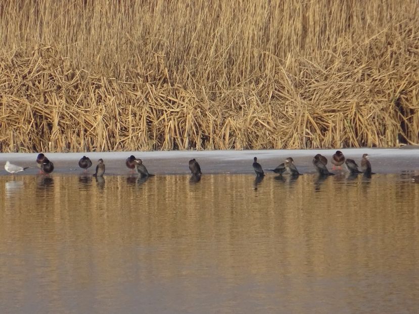 28cP - Cormoran mic - Pasari din Bucuresti A-M