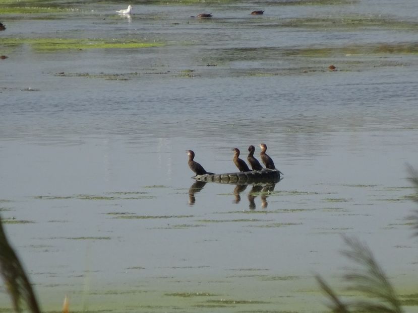 28dT - Cormoran mic - Pasari din Bucuresti A-M