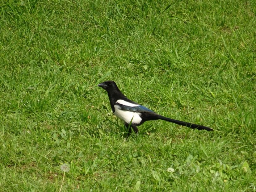 29aP - Cotofana - Pasari din Bucuresti A-M