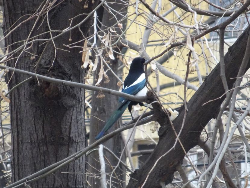 29bT - Cotofana - Pasari din Bucuresti A-M