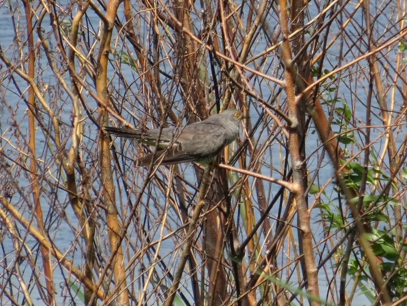 30aT - Cuc - Pasari din Bucuresti A-M