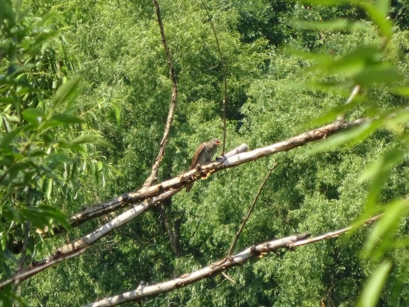 30bT - Pui de cuc - Pasari din Bucuresti A-M