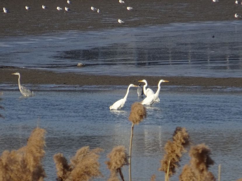33bP - Egreta mare - Pasari din Bucuresti A-M