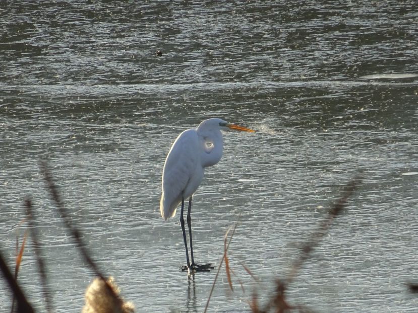 33cT - Egreta mare - Pasari din Bucuresti A-M
