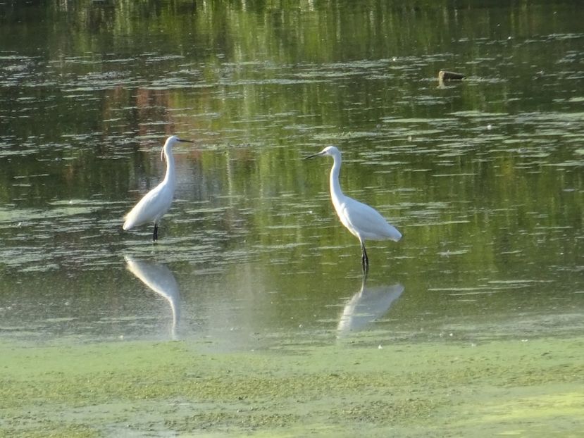 34aT - Egreta mica - Pasari din Bucuresti A-M