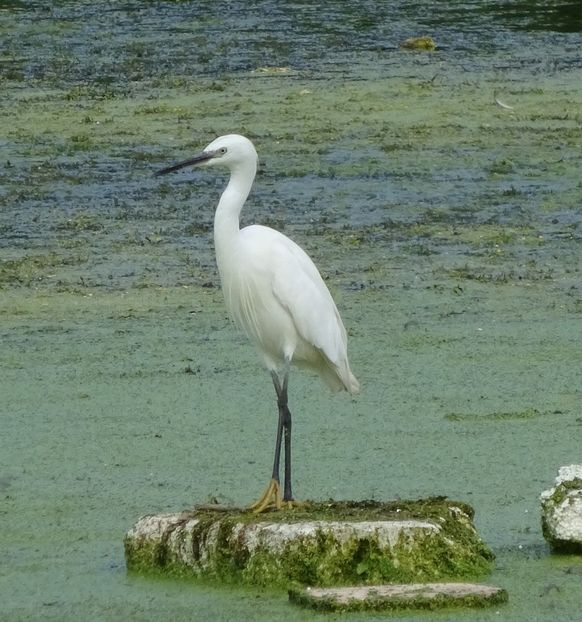 34bCo - Egreta mica - Pasari din Bucuresti A-M