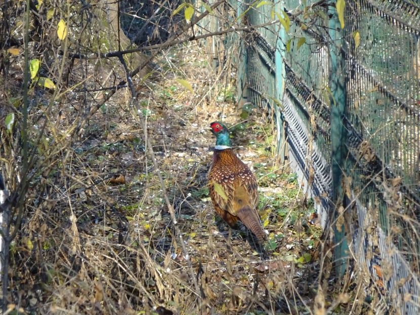 36aH - Fazan - Pasari din Bucuresti A-M