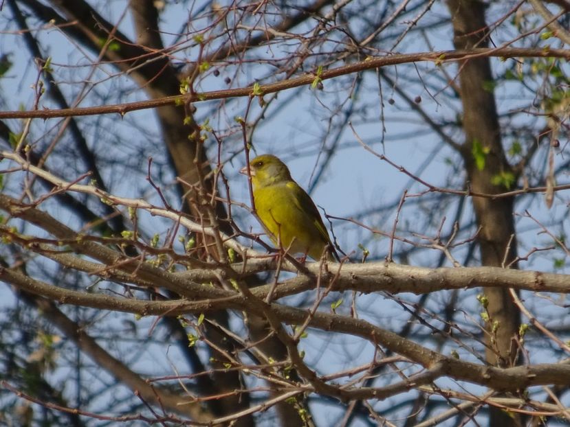37aT - Florinte - Pasari din Bucuresti A-M