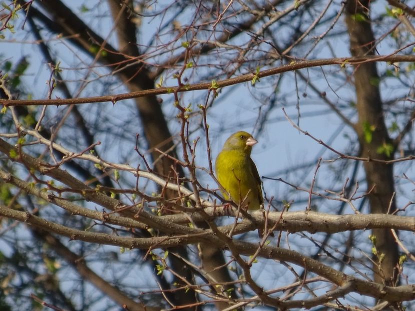 37bT - Florinte - Pasari din Bucuresti A-M