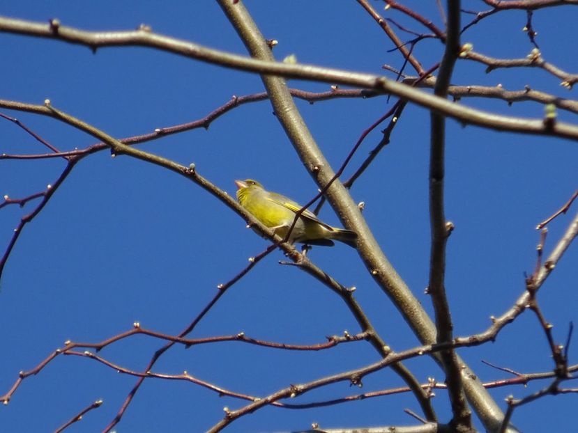 37cT - Florinte - Pasari din Bucuresti A-M