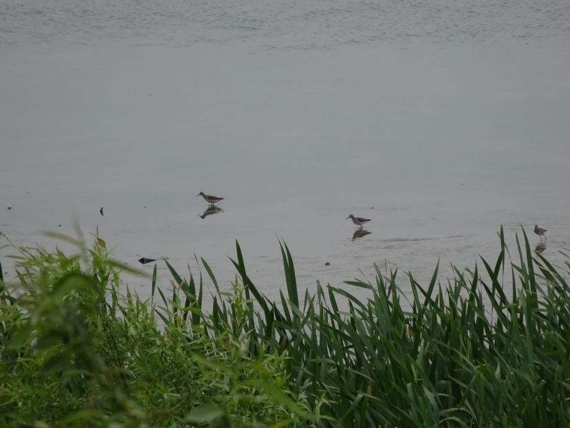 38aT - Fluierar - Pasari din Bucuresti A-M