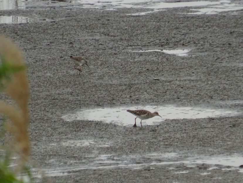 38-DSC02923 - Pasari din Bucuresti A-M