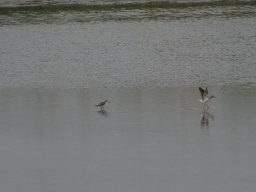 38-DSC03148 - Pasari din Bucuresti A-M