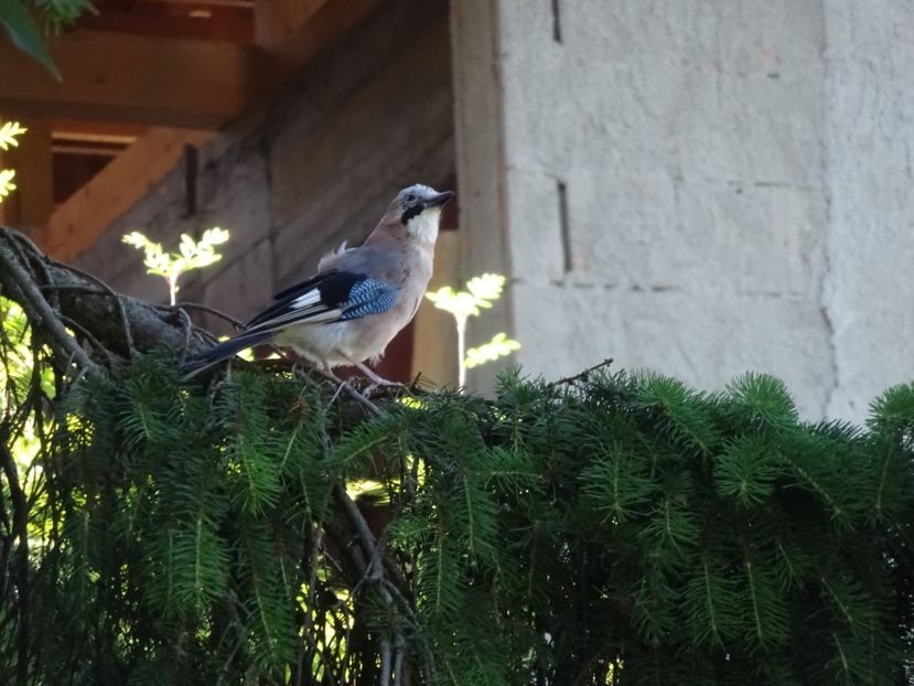 40aA - Gaita - Pasari din Bucuresti A-M