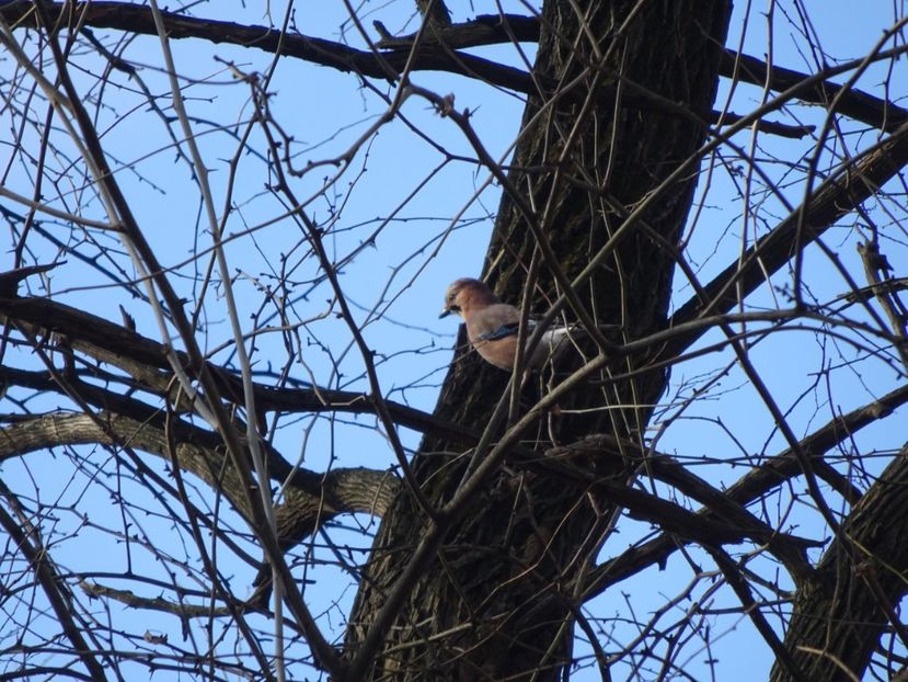 40bH - Gaita - Pasari din Bucuresti A-M