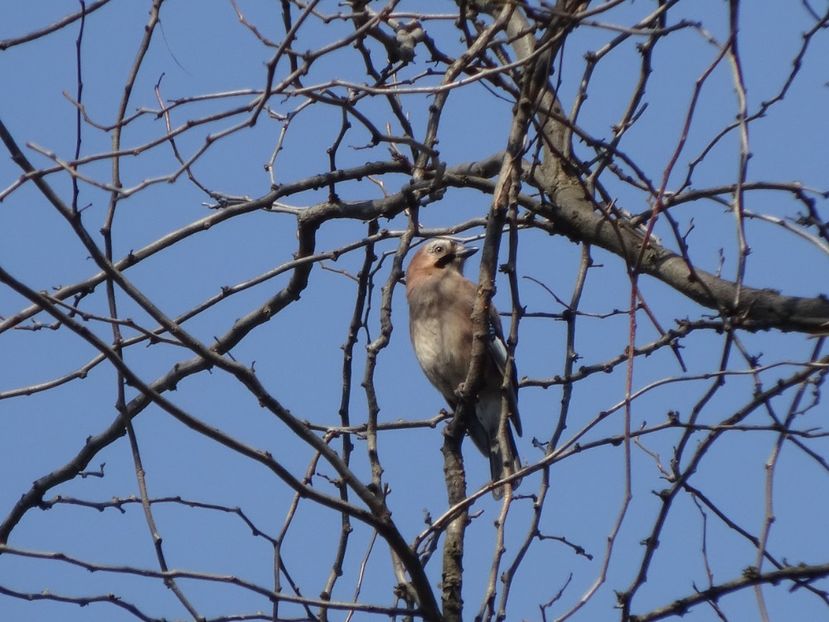 40cH - Gaita - Pasari din Bucuresti A-M