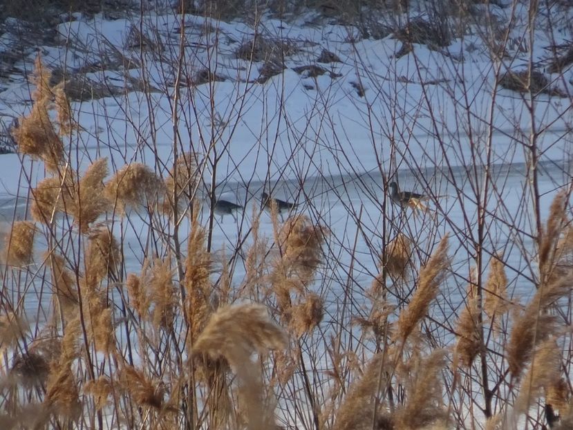 42bT-DSC09281 - Pasari din Bucuresti A-M