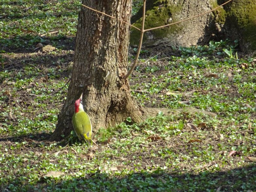 43aH  - Ghionoaie verde - Pasari din Bucuresti A-M