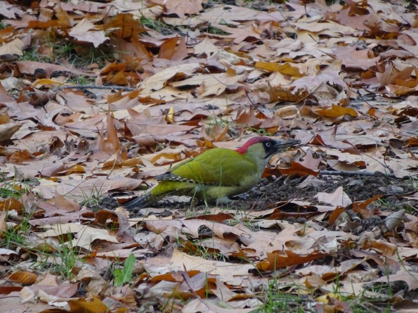 43aH - Ghionoaie verde - Pasari din Bucuresti A-M