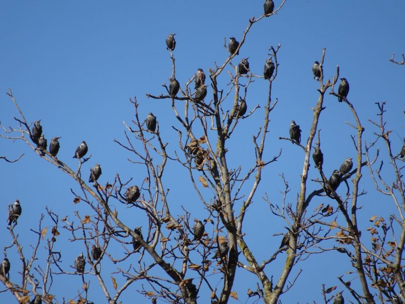 45bP - Graur - Pasari din Bucuresti A-M