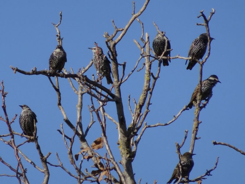 45cP - Graur - Pasari din Bucuresti A-M