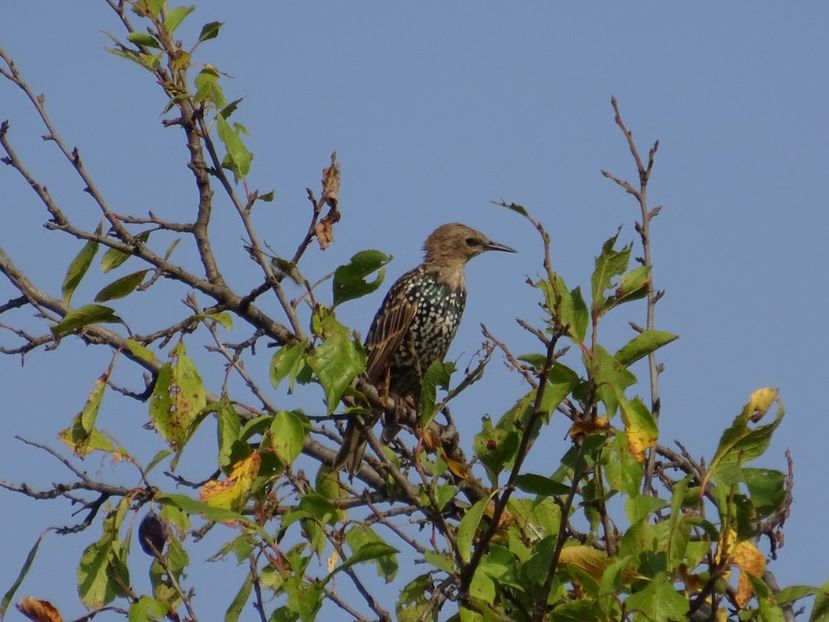 45eP - Graur - Pasari din Bucuresti A-M