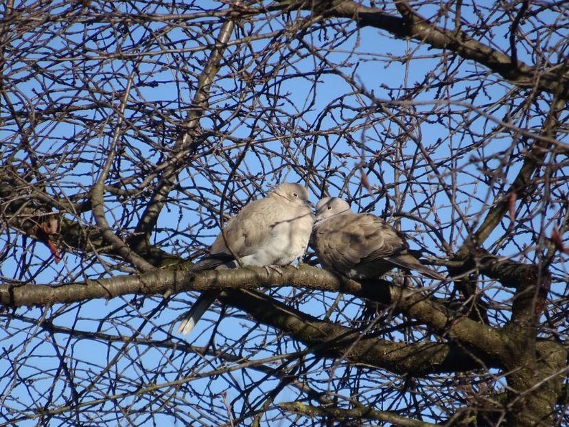 47bP - Gugustiuc - Pasari din Bucuresti A-M