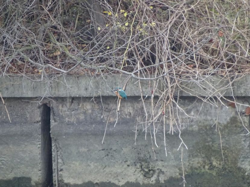 48aP - Kingfisher - Pasari din Bucuresti A-M