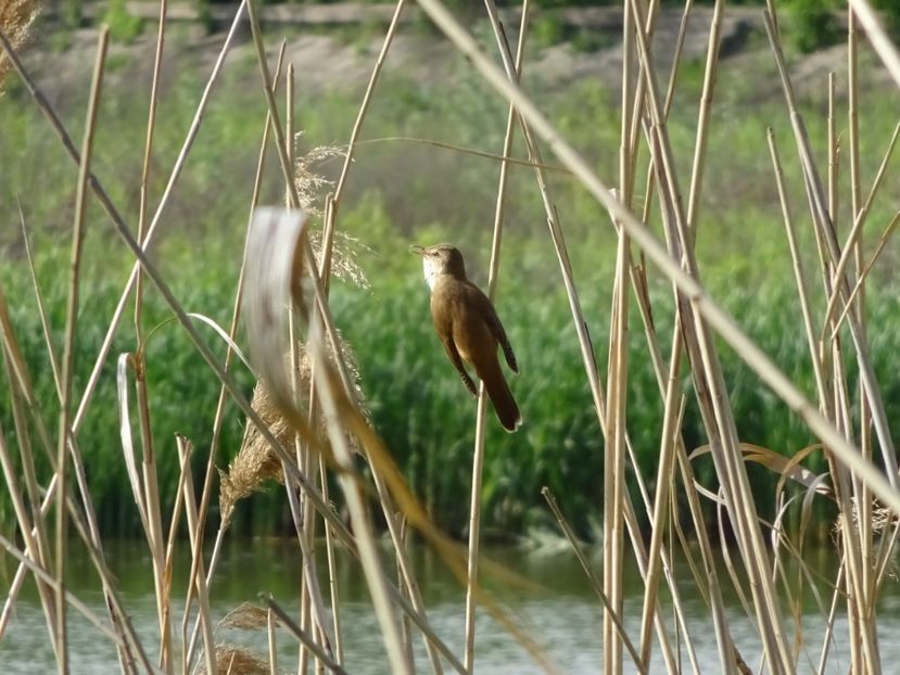 49bT - Lacar - Pasari din Bucuresti A-M