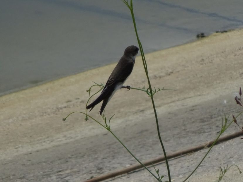 51aLM - Lastun de mal - Pasari din Bucuresti A-M