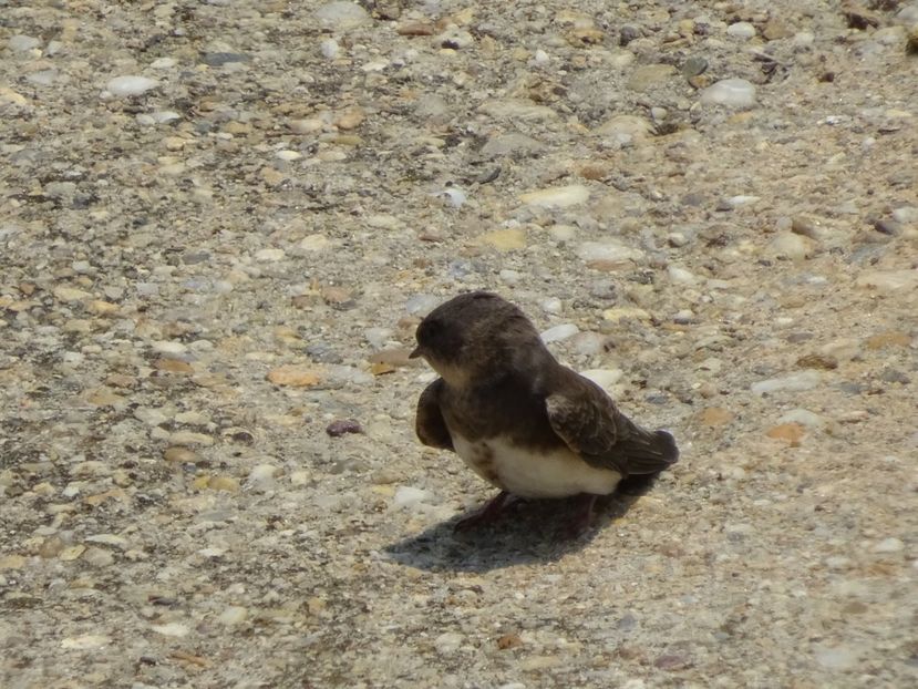 51bLM - Lastun de mal - Pasari din Bucuresti A-M