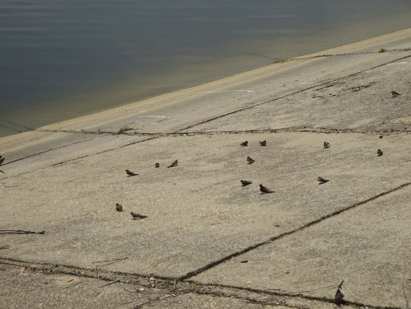 51cLM - Lastun de mal - Pasari din Bucuresti A-M