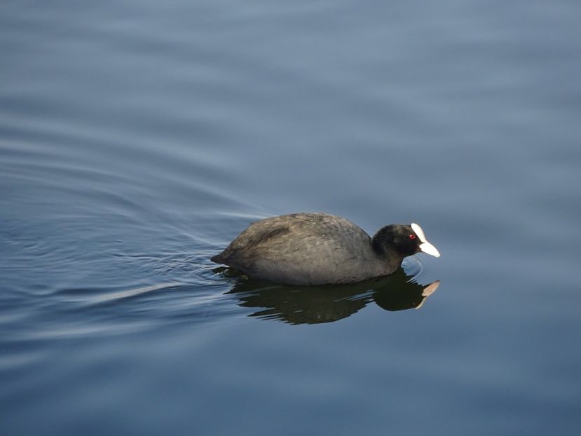 53aT - Lisita - Pasari din Bucuresti A-M