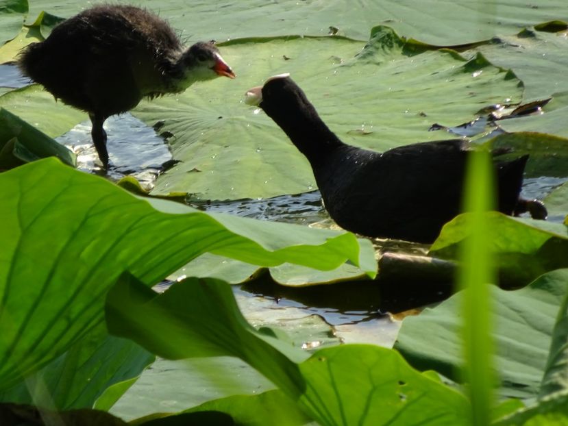 53bC - Lisita - Pasari din Bucuresti A-M
