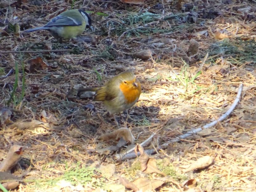 54aC - Macaleandru - Pasari din Bucuresti A-M