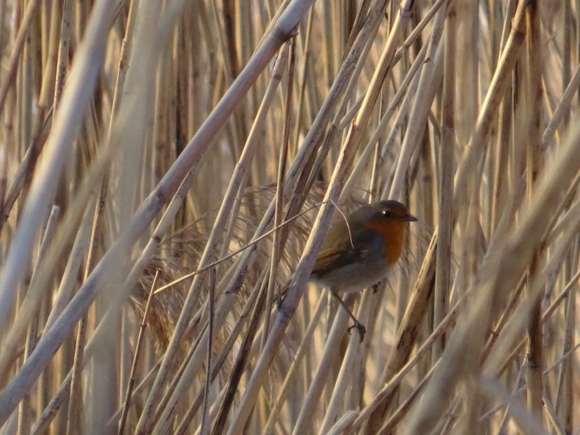 54aT - Macaleandru - Pasari din Bucuresti A-M